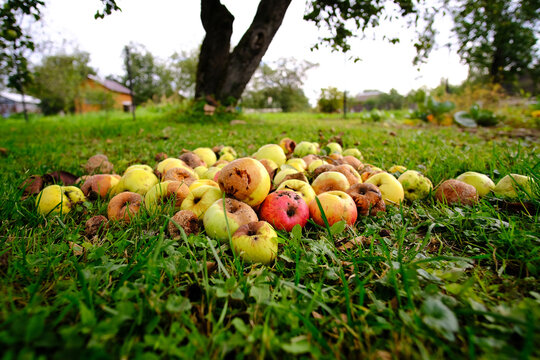 A bunch of rotten apples on the green grass. Cleaning the garden for recycling. Food waste. Spoiled harvest.