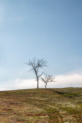 Barren trees on a hill in the winter