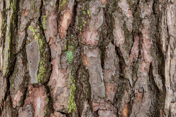 Pine trunk with rough bark