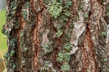 Rough pine trunk with lichens