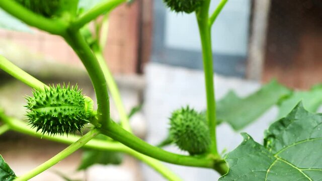 Hallucinogen plant Devil's Trumpet (Datura Stramonium) in 4K VIDEO. Also called Jimsonweed with white trumpet shaped flowers and spiky seed capsules. Shallow depth of field. Close-up.