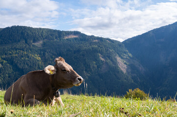 Fototapeta na wymiar Mountain cows grazing on an alpine pasture in the Austtria in summer.