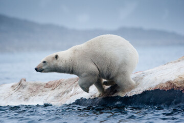 Plakat Polar Bear and Whale Carcass, Svalbard, Norway