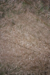 close up of grass