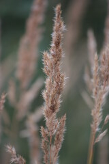 close up of a plant