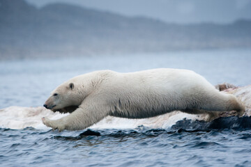 Naklejka na ściany i meble Polar Bear and Whale Carcass, Svalbard, Norway