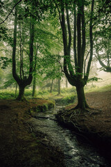 Bosque Hayedo de Otzarreta nublado en el Pais Vasco