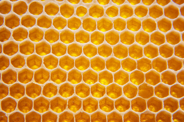 fresh bee honey in a honeycomb on the light close-up. vitamin natural food. texture and background