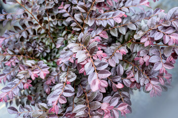 Loropetalum chinense, Chinese Fringe Flower, purple and lime leaves chocolate variety