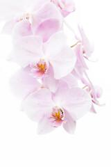 Beautiful and large light pink flowers of moth orchid (Phalaenopsis) on white background