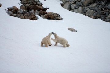 Polar Bears, Svalbard, Norway