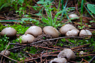 Lycoperdon perlatum