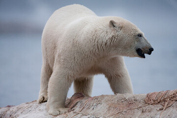 Fototapeta na wymiar Polar Bear and Whale Carcass, Svalbard, Norway