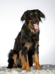 Hovawart dog portrait in a studio. Image with white background, copy space.