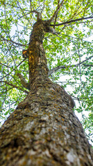 large apple tree from the lower angle