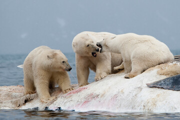 Polar Bear and Whale Carcass, Svalbard, Norway