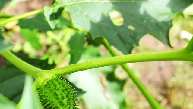 Hallucinogen plant Devil's Trumpet (Datura Stramonium) in 4K VIDEO. Also called Jimsonweed with white trumpet shaped flowers and spiky seed capsules. Shallow depth of field. Close-up.