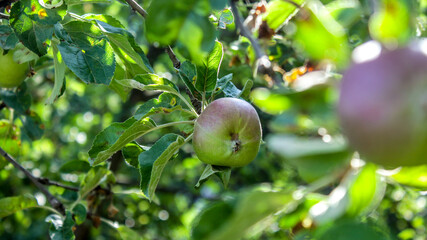 Still unripe apples on the tree