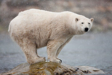 Polar Bear in Snow Storm, Svalbard, Norway