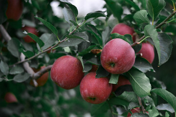 nature flowers apples garden autumn summer green red