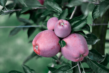 nature flowers apples garden autumn summer green red
