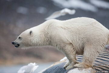 Polar Bear Feeding on Fin Whale Carcass, Svalbard, Norway