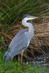 Graureiher im Wasser 37