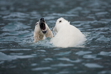 Polar Bears Swimming, Svalbard, Norway