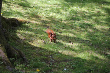 squirrel eats nuts in the park.