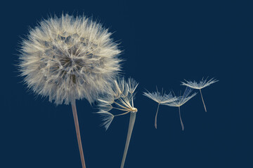 Dandelion seeds flying next to a flower on a blue background