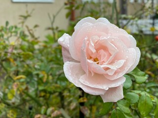pink rose in garden, rainy day. Wallpaper with flowers and copy space