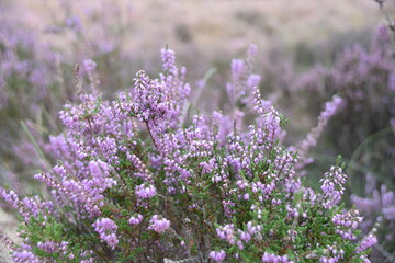 Obraz premium Heather in the forest