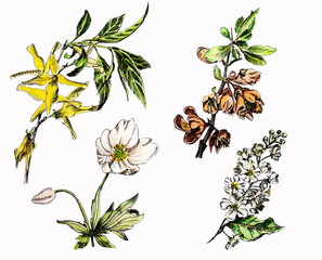 Set of Botanical illustrations of spring shrubs and trees blooming