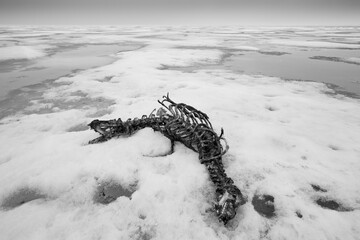 Bearded Seal Skeleton, Svalbard, Norway