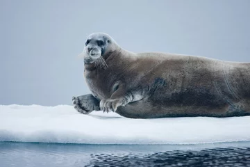 Foto auf Acrylglas Bärtierchen Bearded Seal, Nordaustlandet, Svalbard, Norway