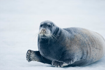 Bearded Seal, Nordaustlandet, Svalbard, Norway