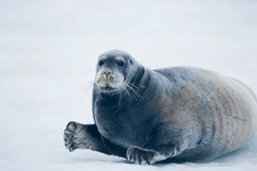 Deurstickers Baardrob Bearded Seal, Nordaustlandet, Svalbard, Norway