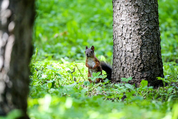 Cute squirrel in autumn colored forest. Beautiful, fast and clever animal.
