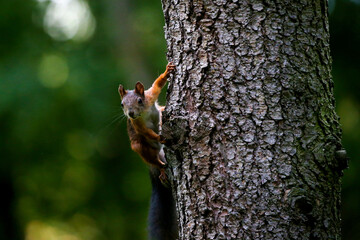 Cute squirrel in autumn colored forest. Beautiful, fast and clever animal.