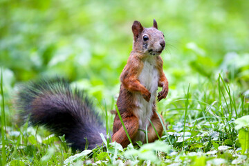 Cute squirrel in autumn colored forest. Beautiful, fast and clever animal.