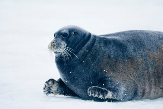 Bearded Seal, Nordaustlandet, Svalbard, Norway