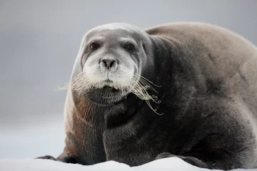 Acrylic prints Bearded Seal Bearded Seal, Svalbard, Norway