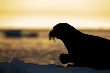 Bearded Seal, Svalbard, Norway