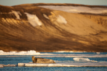 Bearded Seal, Svalbard, Norway
