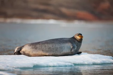 Keuken foto achterwand Baardrob Bearded Seal, Svalbard, Norway