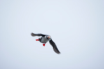 Atlantic Puffin, Svalbard, Norway