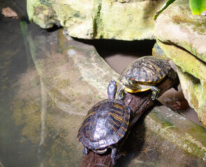 An image of two pancake tortoise threateningly facing each other