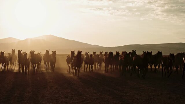 Horses running during sunset / sunrise and mountain range. Cowboy chasing horses.