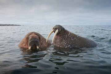 Walrus, Svalbard