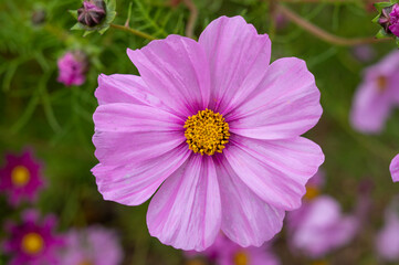 Obraz premium Bright pink flower in a garden